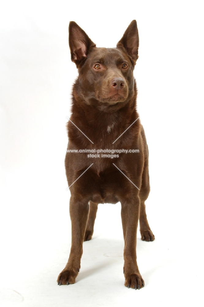 Australian Champion Kelpie standing on white background