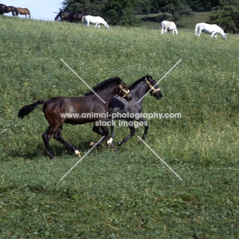 2 lipizzaner foals pretending to be friends at piber