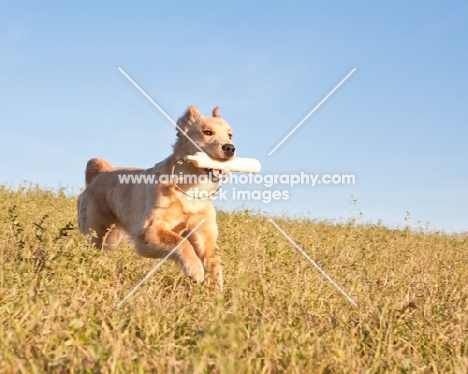 Golden Retriever fetching dummy