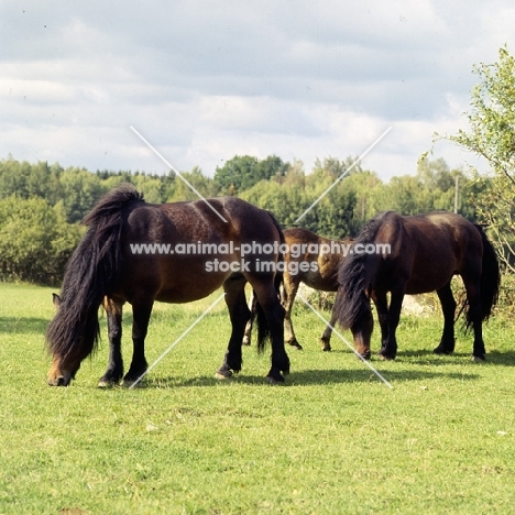 north swedish horses grazing in sweden