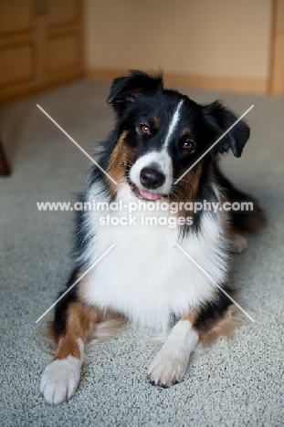 Tricolor Australian Shepherd lying indoors.