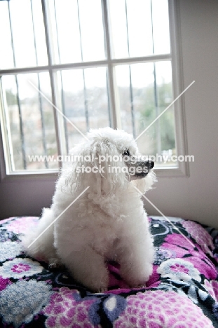 toy poodle sitting in window