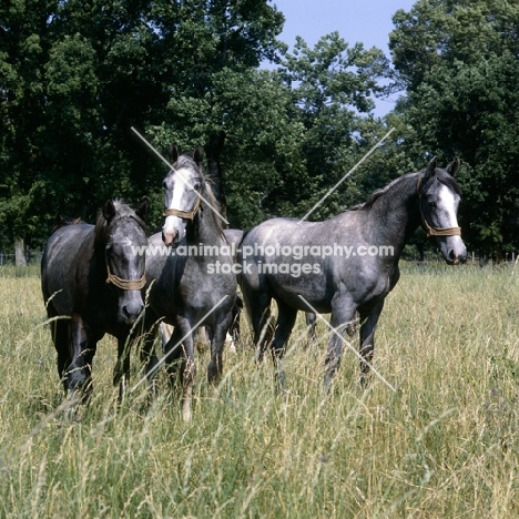 lipizzaner colts at lipica