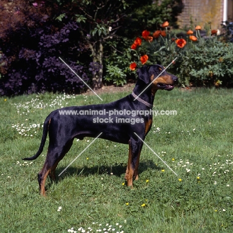 dobermann  standing on grass