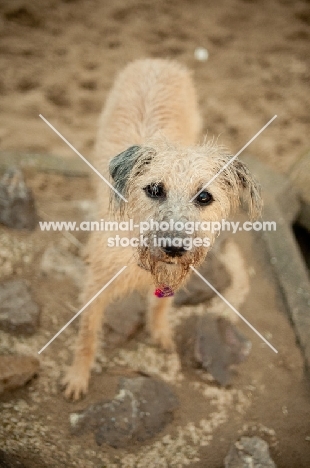 Lurcher on stones