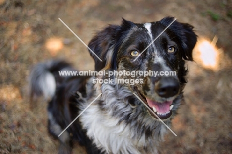 blue merle australian shepherd