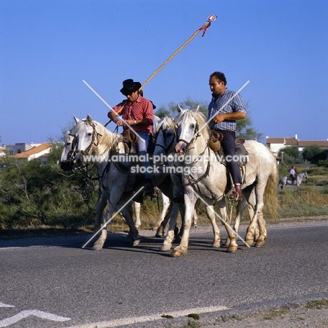  bandido, gardiens, one with cockade on trident,  riding camargue ponies returning home from escorting bull to town for games.