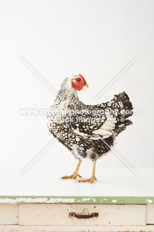 Silver Laced Wyandotte chicken chicken