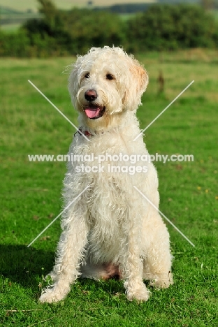 Labradoodle sitting on grass