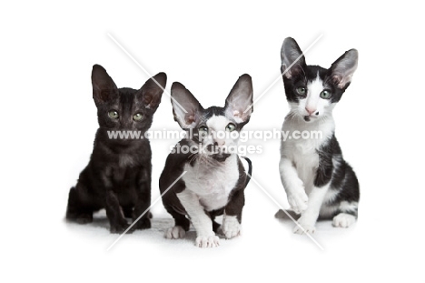 3 peterbald kittens sitting and looking towards camera, 10 weeks