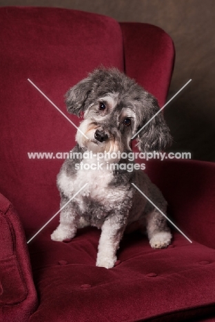 Schnoodle (Schnauzer cross Poodle) looking at camera