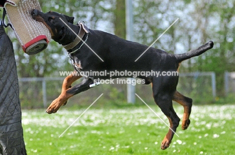 Dobermann training