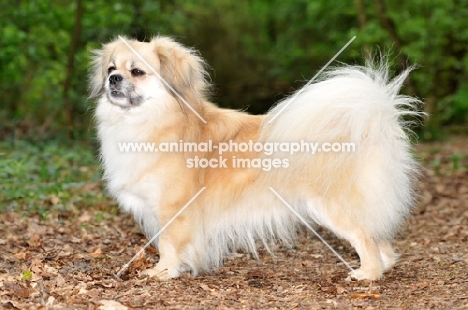 Tibetan Spaniel