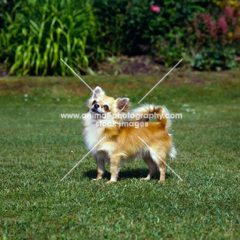 champion chihuahua, long coat, standing on grass