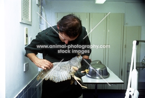 vet, neil forbes, examining the wing of an osprey