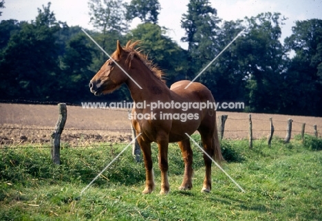 schleswig in field