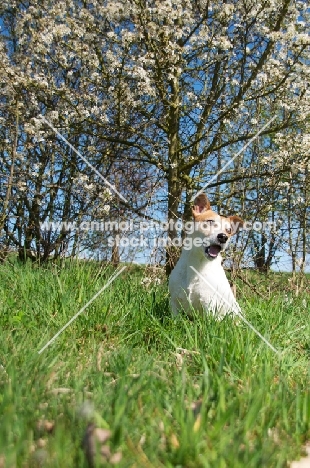 Jack Russell, happy in springtime