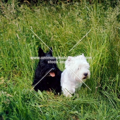 scottish terrier and west highland white terrier sitting together