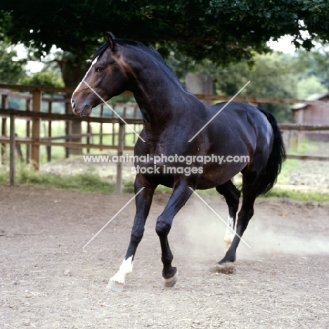 hanoverian horse, atlanta in his paddock