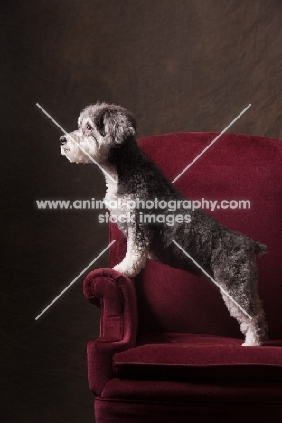 Schnoodle (Schnauzer cross Poodle) on chair