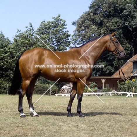 pascha, oldenburg stallion