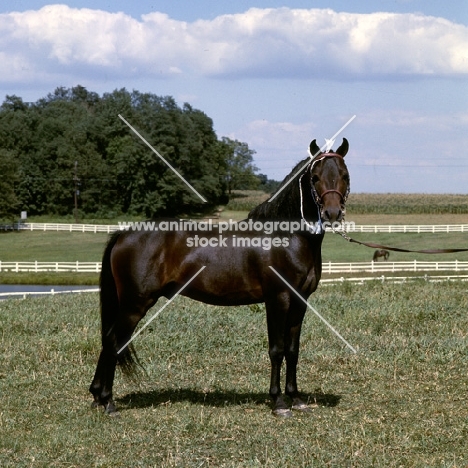 gambling sam, American Shetland pony full body