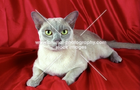 lilac burmese cat on red cloth