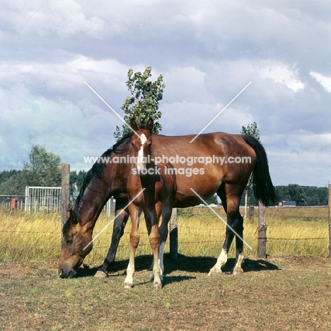 Old type Groningen mare with foal in Holland