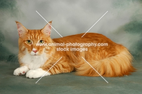 maine coon, red and white tabby cat, lying on grey background