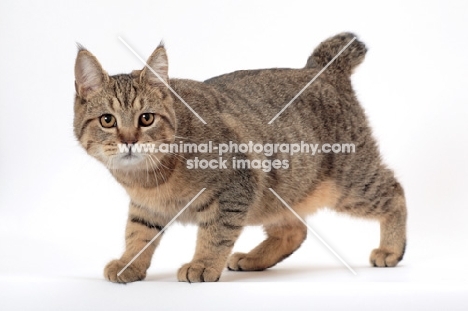 brown spotted tabby Pixie Bob cat, walking