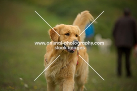 golden retriever walking with tail up