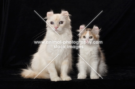 American Curl cats, kitten and adult