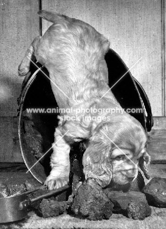 English Cocker Spaniel puppy smelling coal