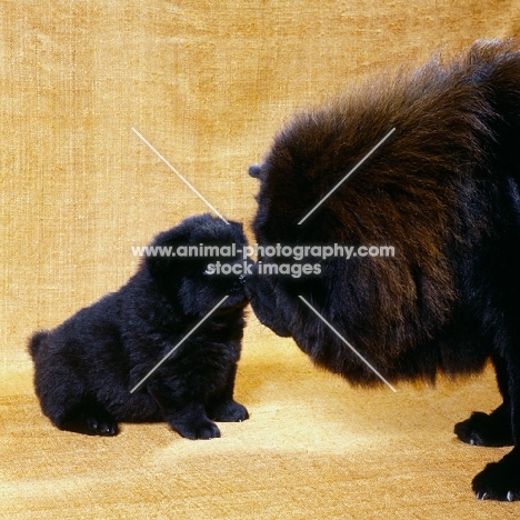 chow and puppy kissing