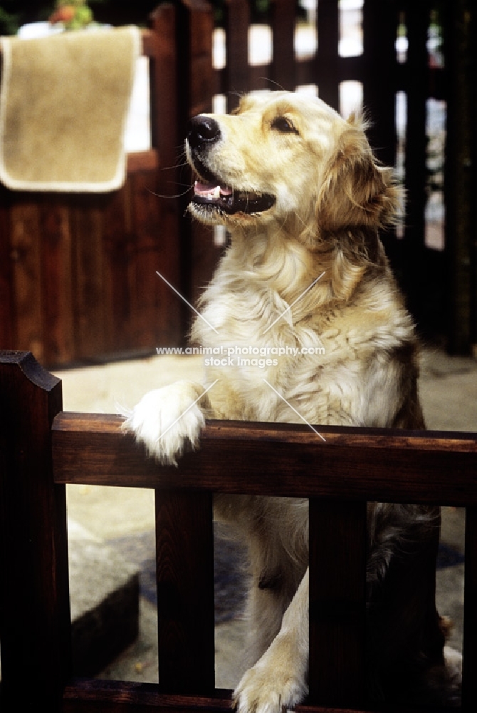 golden retriever standing up at gate to greet owner arriving home