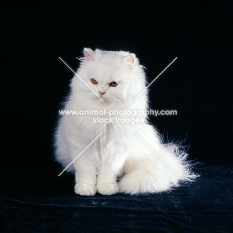 orange eyed white cat looking down