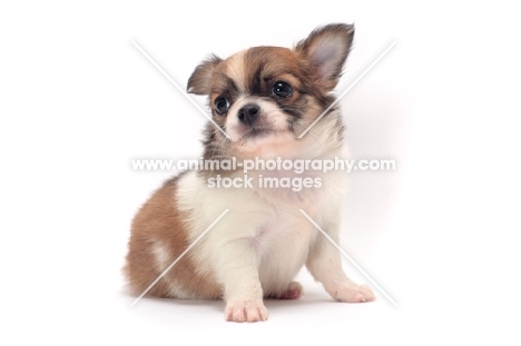 cute longhaired Chihuahua puppy sitting down on white background