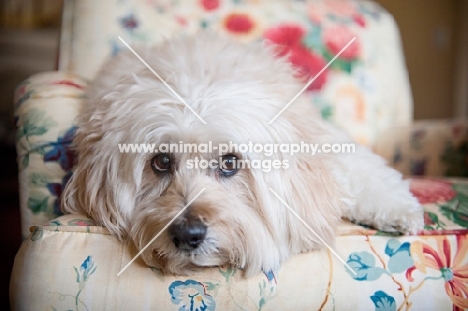 wheaten terrier mix lying with head down on chair