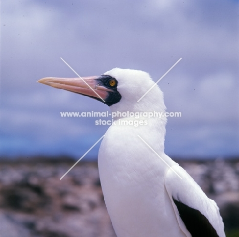 masked booby portrait, hood island, galapagos islands