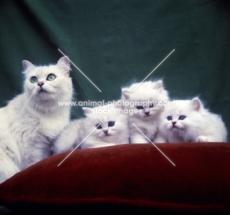 three white Chinchilla kittens and one adult cat