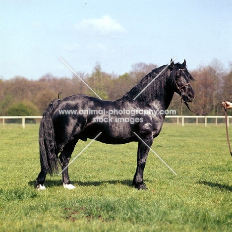 ystwyth winston, welsh pony of cob type (section c), 