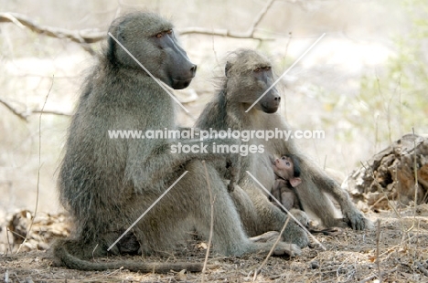 Baboon family