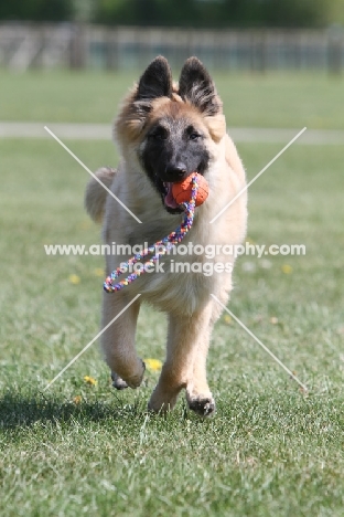 young Malinois (belgian shepherd) retrieving