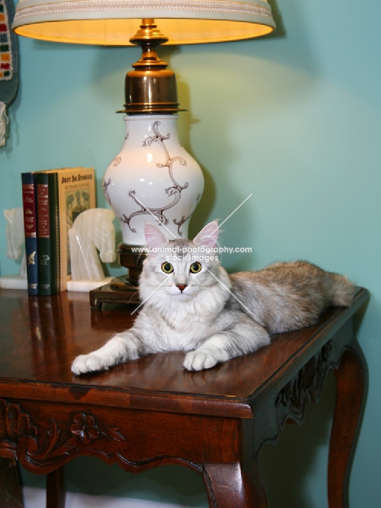 American Bobtail reclined on living room end table with lamp and books.