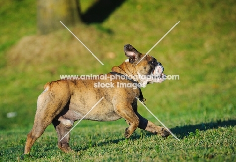 Bulldog running on grass