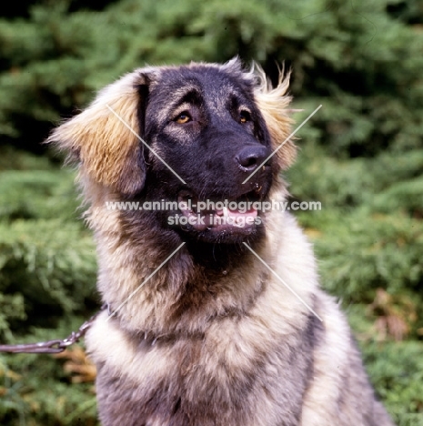 portrait of sarplaninac, yugoslavian sheepdog,
