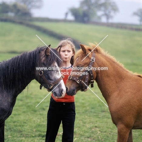 two Caspian Ponie foals touching noses with girl