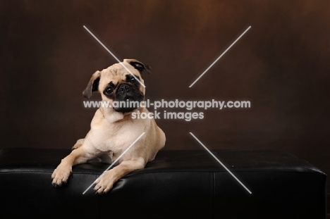 Pug on brown background