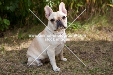 Sitting French Bulldog  with greenery background.