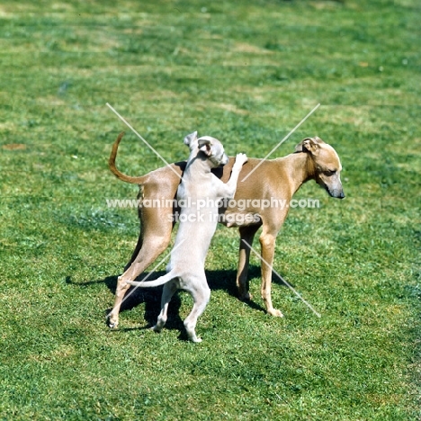 italian greyhound bitch with puppy embracing